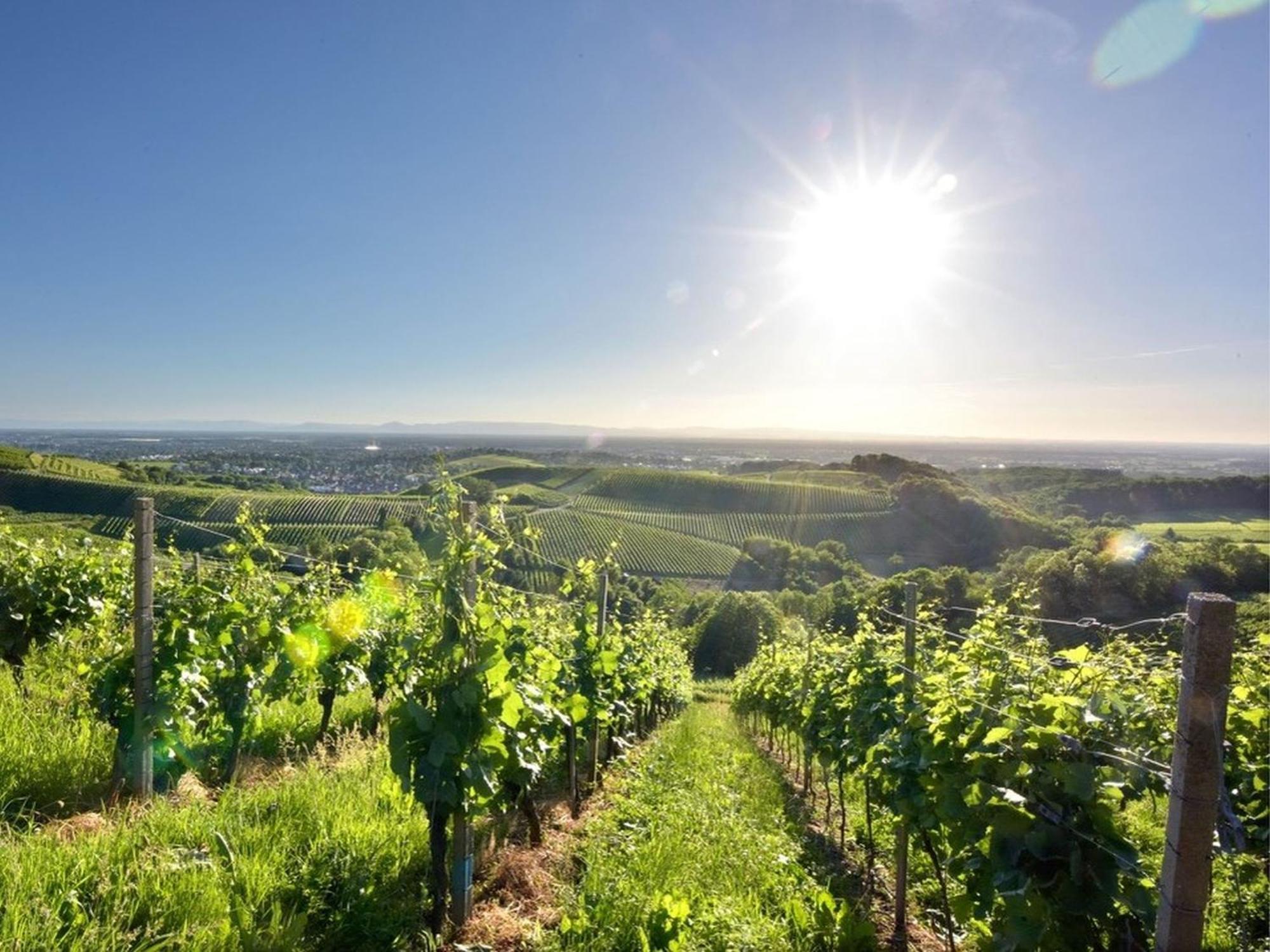 Ferienwohnungen Weingut Pieper Basler Offenburg Zewnętrze zdjęcie